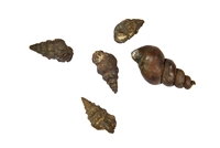 Cerithium aptiense